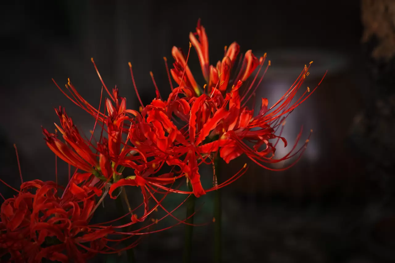 Sıklıkla animelerde gözüken ve anlamıyla çoğu kişinin ilgisini çeken çiçeklerden biri olan Higanbana hakkında merak edilenleri haberimizde derledik.