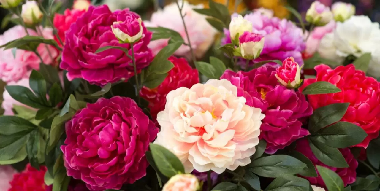 Geçmişten günümüze hem tarihte hem mitolojide sıklıkla çiçeklerden bahsedilmektedir. Özellikle Yunan Mitolojisinde bahsedilen çiçekler haberimizde.