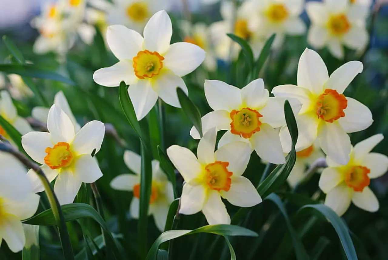 Geçmişten günümüze hem tarihte hem mitolojide sıklıkla çiçeklerden bahsedilmektedir. Özellikle Yunan Mitolojisinde bahsedilen çiçekler haberimizde.