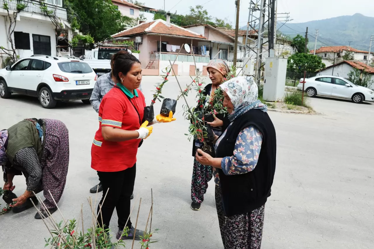 Sancaklı köyünde, Karşıyaka Belediyesi yangının izlerini silmek için 375 zeytin fidanı dağıttı. Başkan Yıldız Ünsal: "Barışın ve direncin simgesi fidanlarla geleceğimizi yeşertiyoruz."