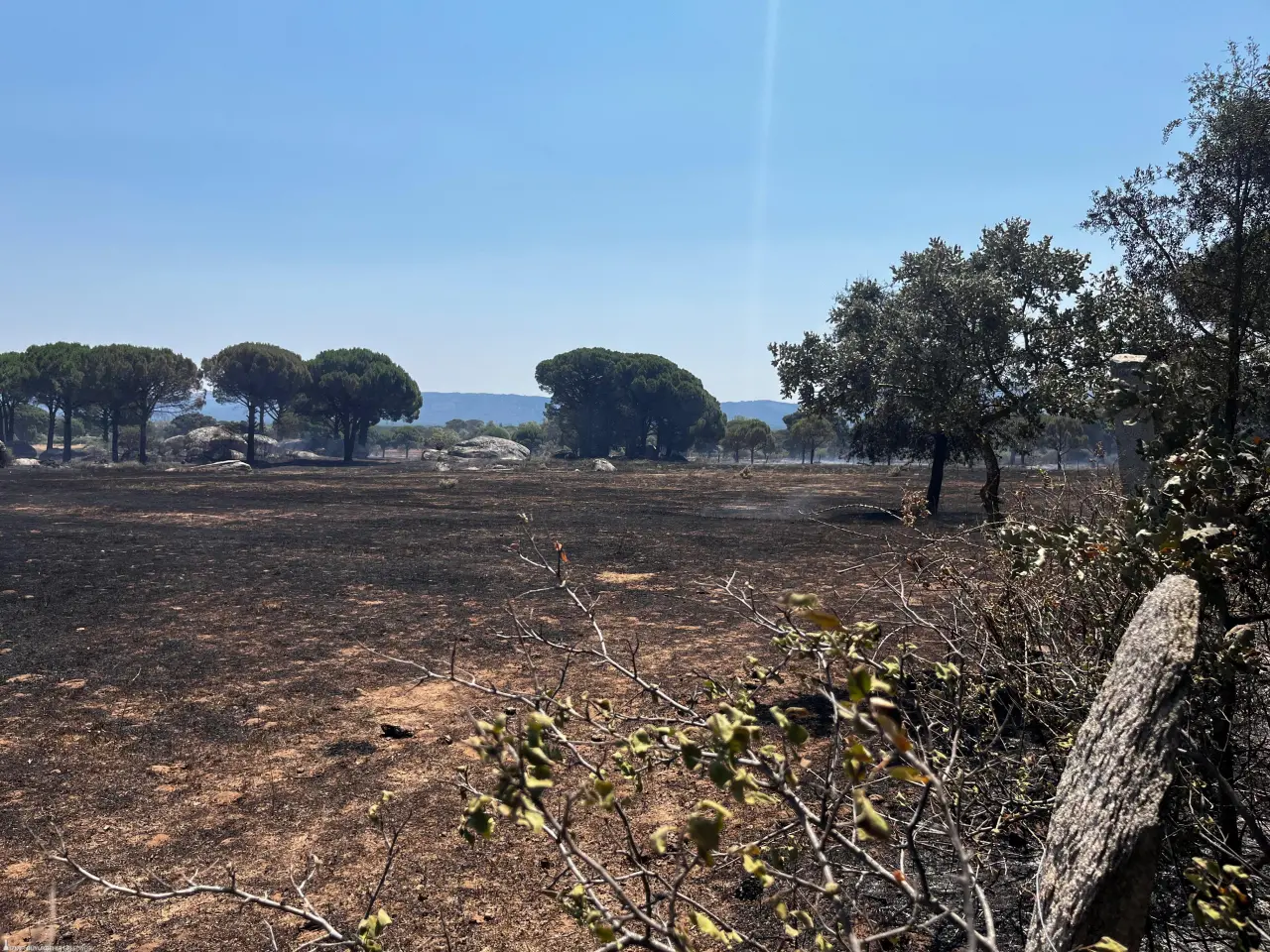 İzmir'in Bergama ilçesinde anız yakılması sonucu çıktığı tahmin edilen orman yangını, İzmir Büyükşehir Belediyesi İtfaiye Dairesi Başkanlığı ve İzmir Orman Bölge Müdürlüğü ekiplerinin yoğun müdahalesiyle yerleşim alanlarına sıçramadan kontrol altına alındı.