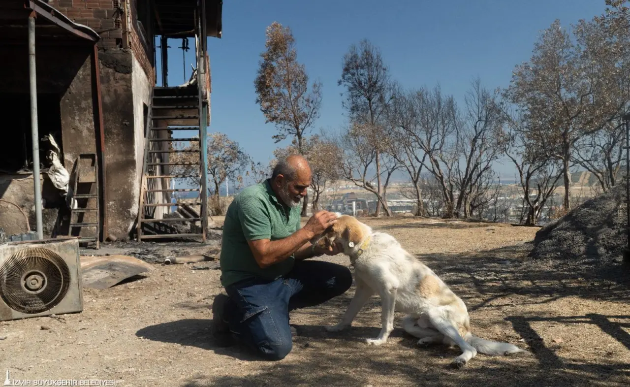 İzmir Büyükşehir Belediyesi, Aliağa Bozköy'deki yangından etkilenen sahipsiz bir köpeği hem sağlığına hem de sıcak bir yuvaya kavuşturdu. Çevre sakinlerinin Kaptan ismini verdiği köpek tedavisinin ardından sahiplendirildi.
