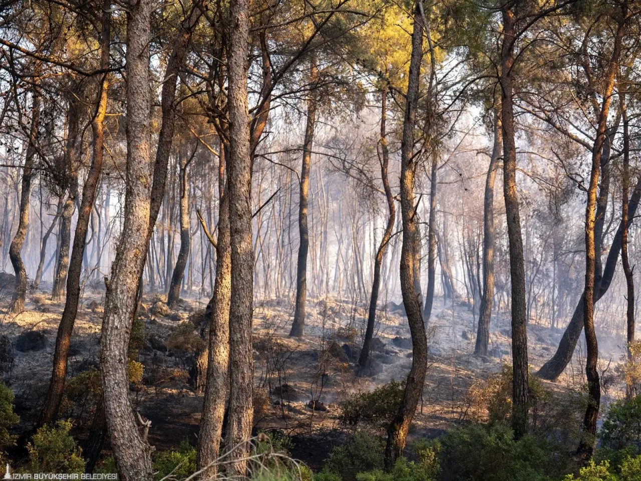 İzmir’in Gaziemir ilçesinde çıkan orman yangınına, İzmir Büyükşehir Belediyesi İtfaiye ekipleri ile Orman Bölge Müdürlüğü ekipleri havadan ve karadan müdahale ediyor. Ekipler, yerleşim alanlarına yakın bölgelerdeki alevleri büyük ölçüde kontrol altına alırken, yangının tamamen söndürülmesi için yoğun bir mücadele yürütüyor.
