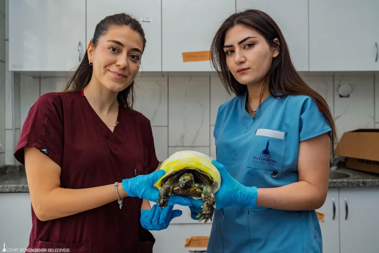 İzmir Büyükşehir Belediyesi ekiplerinin 23 Temmuz’da Bayındır’daki yangında kurtardığı kaplumbağanın tedavisi sürüyor. Veteriner hekimler, vücudunda üçüncü derece yanık oluşan dişi kaplumbağanın eski sağlığına kavuşması için tedavisini özenle yürütüyor.   