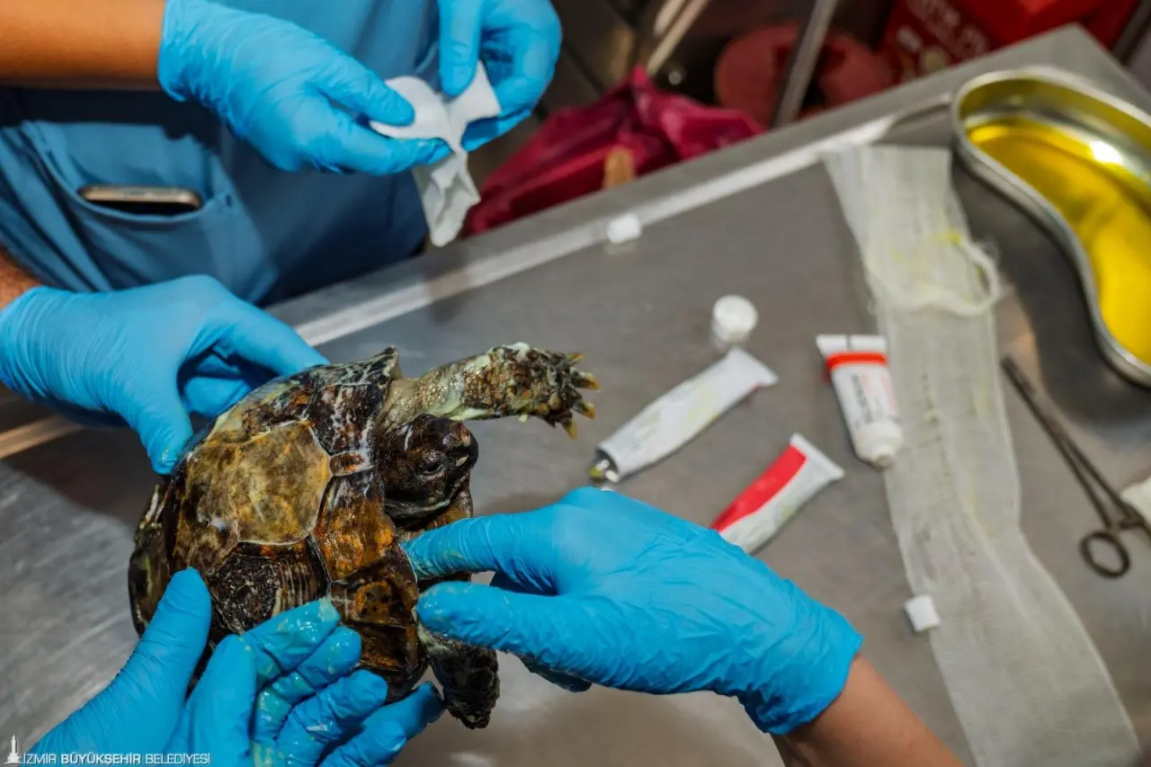 İzmir Büyükşehir Belediyesi ekiplerinin 23 Temmuz’da Bayındır’daki yangında kurtardığı kaplumbağanın tedavisi sürüyor. Veteriner hekimler, vücudunda üçüncü derece yanık oluşan dişi kaplumbağanın eski sağlığına kavuşması için tedavisini özenle yürütüyor.   
