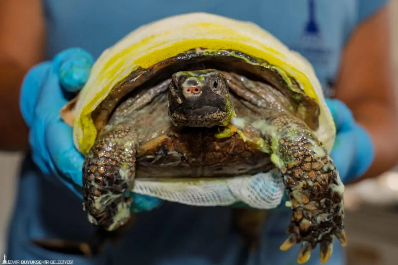İzmir Büyükşehir Belediyesi ekiplerinin 23 Temmuz’da Bayındır’daki yangında kurtardığı kaplumbağanın tedavisi sürüyor. Veteriner hekimler, vücudunda üçüncü derece yanık oluşan dişi kaplumbağanın eski sağlığına kavuşması için tedavisini özenle yürütüyor.   