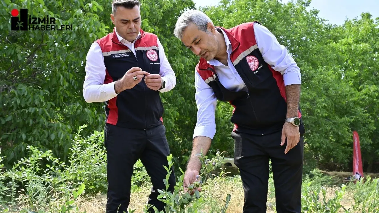 2022 yılında Ödemiş Bozdağ’da İzmir Tarım ve Orman Müdürlüğünün çalışmalarıyla denemesi yapılan ve bölgeye adapte olan blueberryler ilk meyvelerini verdi.