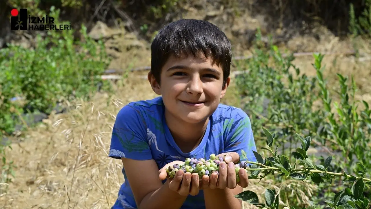 2022 yılında Ödemiş Bozdağ’da İzmir Tarım ve Orman Müdürlüğünün çalışmalarıyla denemesi yapılan ve bölgeye adapte olan blueberryler ilk meyvelerini verdi.