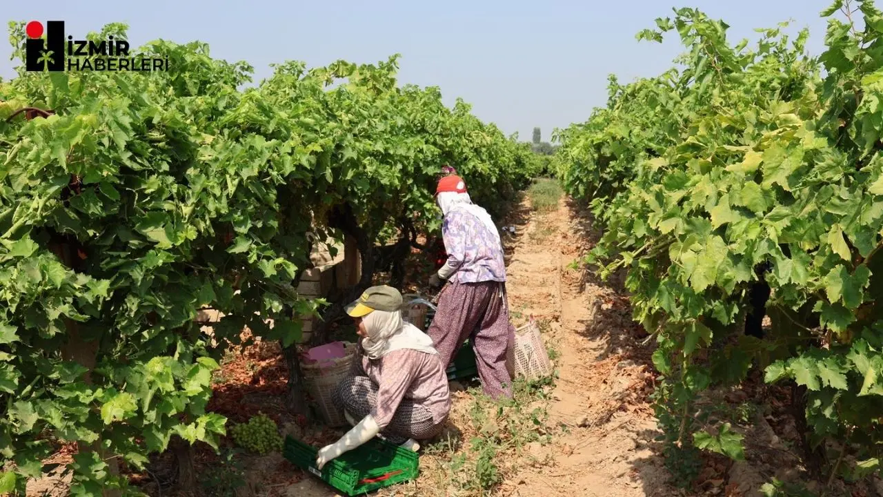 Osmanlı Sarayında Sultanların sofralarının baş tacı sultani çekirdeksiz üzüm dünya sofralarını süslemek için gün sayıyor. Sultani çekirdeksiz taze üzümün ihracat yolculuğu 4 Ağustos 2025 Pazartesi günü başlıyor.