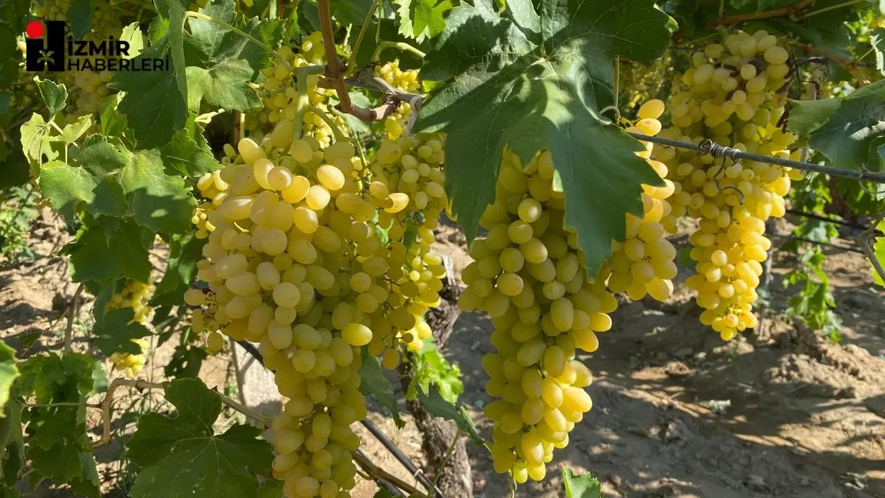 Osmanlı Sarayında Sultanların sofralarının baş tacı sultani çekirdeksiz üzüm dünya sofralarını süslemek için gün sayıyor. Sultani çekirdeksiz taze üzümün ihracat yolculuğu 4 Ağustos 2025 Pazartesi günü başlıyor.