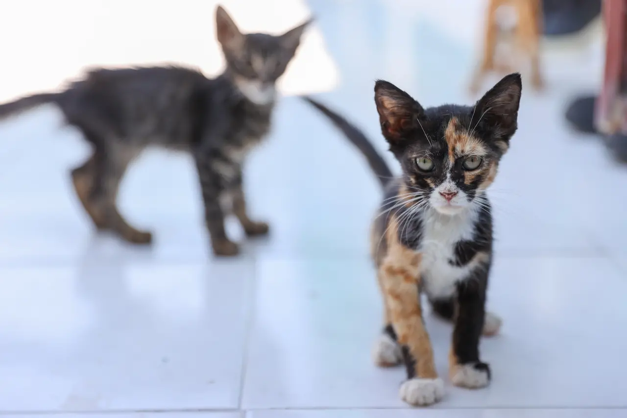 Buca Belediyesi, yılbaşından bu yana 212 sahipsiz kedi ve köpeğin sıcak bir yuvaya kavuşmasını sağladı. Bucalıların göstermiş olduğu duyarlılığa teşekkür eden ve çağrısını yineleyen Buca Belediye Başkanı Mimar Görkem Duman, “Unutmayalım, can dostlarımızın en çok ihtiyaç duyduğu şey sadece bir kap mama ve bir tas su değil; onlar koşulsuz sevgiye ve sıcak bir yuvaya hasret” dedi.