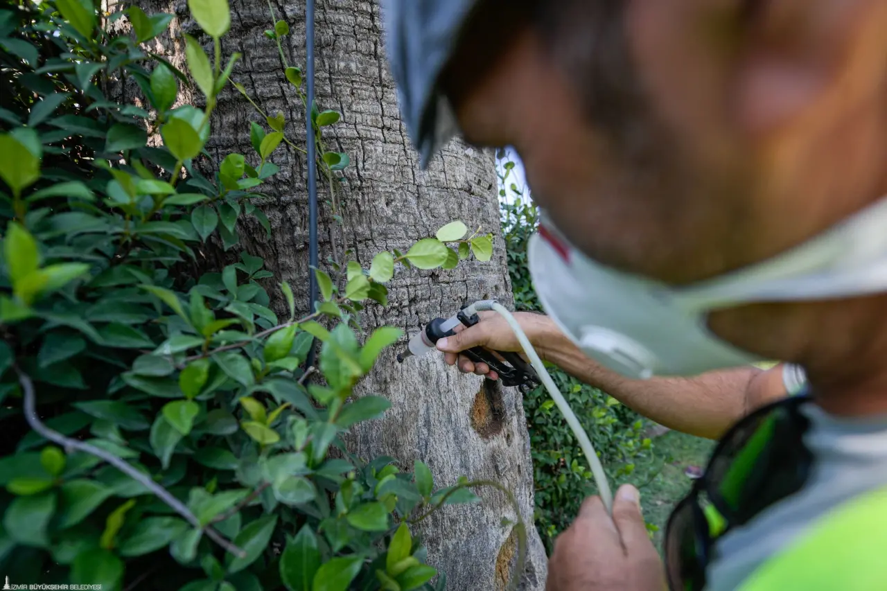 İzmir Büyükşehir Belediyesi, kentin simgeleri arasında yer alan palmiye ağaçlarını yok eden palmiye kırmızı böceğine geçit vermiyor. Türkiye’de ilk kez İzmir’de uygulanan sismik sensör uygulaması sayesinde Kültürpark ve Cumhuriyet Meydanı’ndaki 750 ağacı koruma altına alındı. Yapay zeka destekli uygulama sayesinde 20 tarihi ağaç yok olmaktan kurtarıldı.