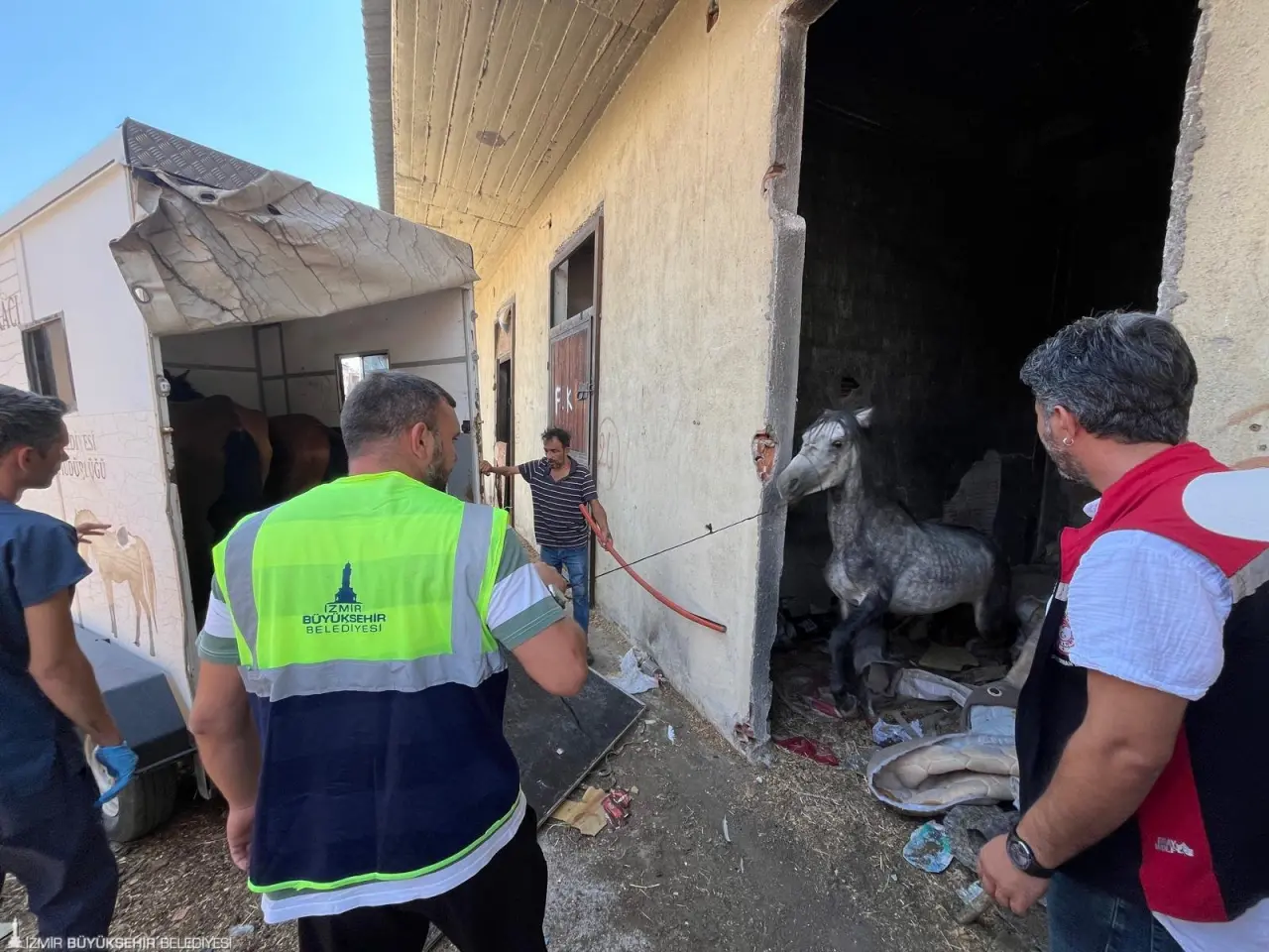 İzmir Büyükşehir Belediyesi ekipleri, ihbar üzerine Buca'daki bakımsız haralara operasyon düzenledi. Aç ve susuz bırakıldığı tespit edilen üç at Pako Sokak Hayvanları Sosyal Yaşam Kampüsü'ne nakledildi. Oldukça zayıf oldukları ve vücutlarında yaralar bulunduğu gözlenen hayvanların bakım ve tedavileri Pako’da yapılacak.