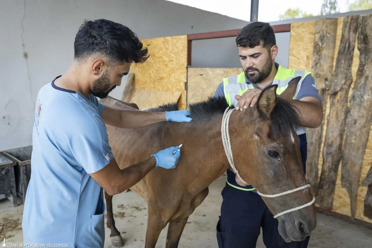 İzmir Büyükşehir Belediyesi ekipleri, ihbar üzerine Buca'daki bakımsız haralara operasyon düzenledi. Aç ve susuz bırakıldığı tespit edilen üç at Pako Sokak Hayvanları Sosyal Yaşam Kampüsü'ne nakledildi. Oldukça zayıf oldukları ve vücutlarında yaralar bulunduğu gözlenen hayvanların bakım ve tedavileri Pako’da yapılacak.