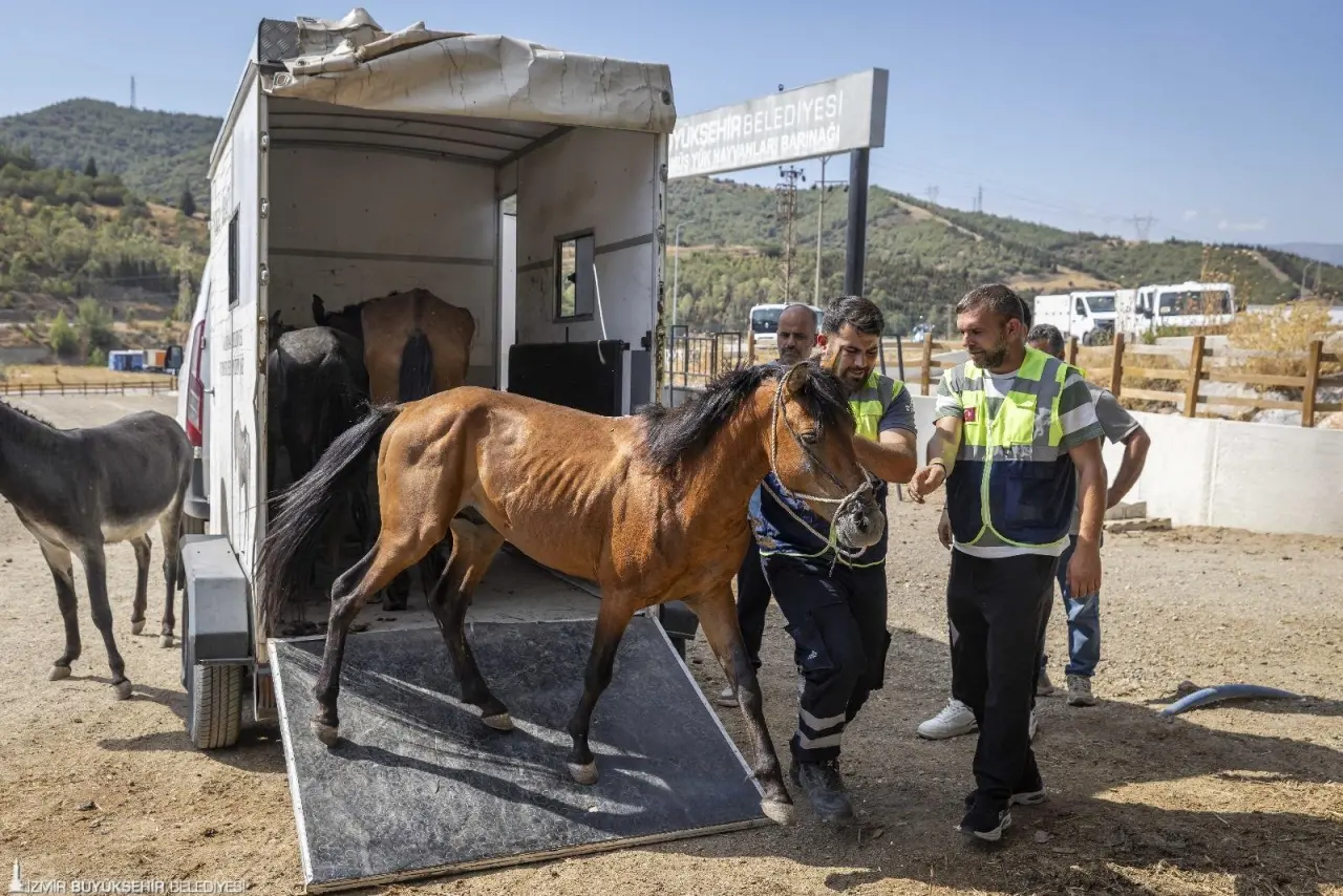 İzmir Büyükşehir Belediyesi ekipleri, ihbar üzerine Buca'daki bakımsız haralara operasyon düzenledi. Aç ve susuz bırakıldığı tespit edilen üç at Pako Sokak Hayvanları Sosyal Yaşam Kampüsü'ne nakledildi. Oldukça zayıf oldukları ve vücutlarında yaralar bulunduğu gözlenen hayvanların bakım ve tedavileri Pako’da yapılacak.