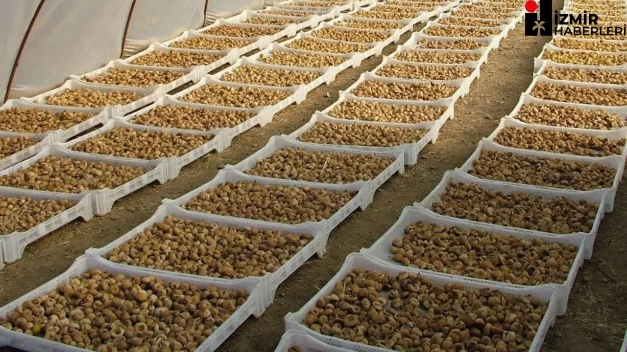 Cennet meyvesi kuru incirde gıda güvenliğini sağlamak, kurutma sırasında toprakla temasını kesmek, aflatoksin ve okratoksin oluşumunu önlemek amacıyla Ege Kuru Meyve ve Mamulleri İhracatçıları Birliği, Tarım ve Orman Bakanlığı ve üreticiler güçlerini birleştirdi. 