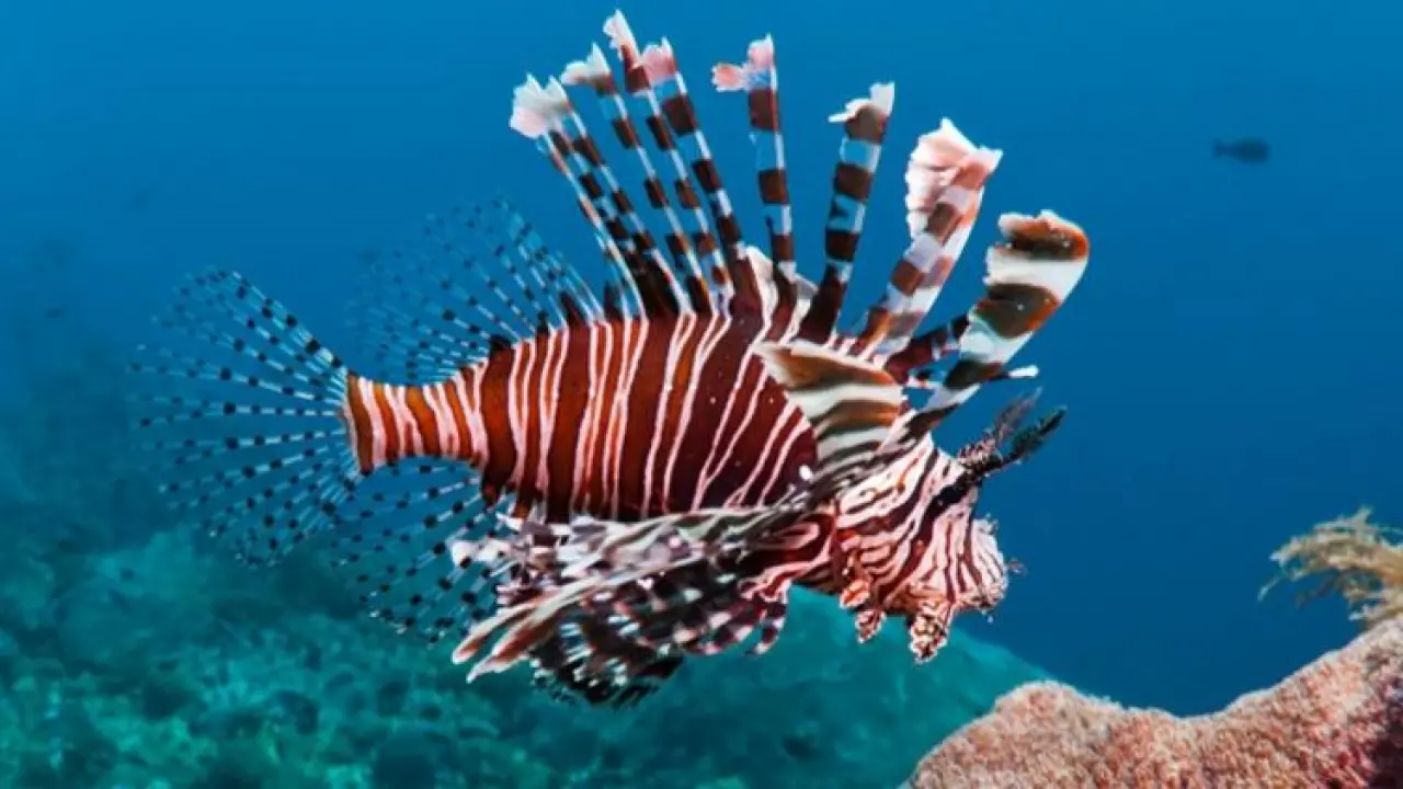 Ege Üniversitesi (EÜ) Su Ürünleri Fakültesi öğretim üyesi Prof. Dr. Aytaç Özgül’ün yürütücüsü olduğu “Gökova Körfezi'nde aslan balığının (Pterois miles, Bennet 1828) akustik telemetri yöntemiyle izlenmesi ve popülasyon özelliklerinin belirlenmesi” başlıklı proje, TÜBİTAK-ARDEB 1001 Bilimsel ve Teknolojik Araştırma Projelerini Destekleme Programı kapsamında desteklenmeye uygun bulundu.