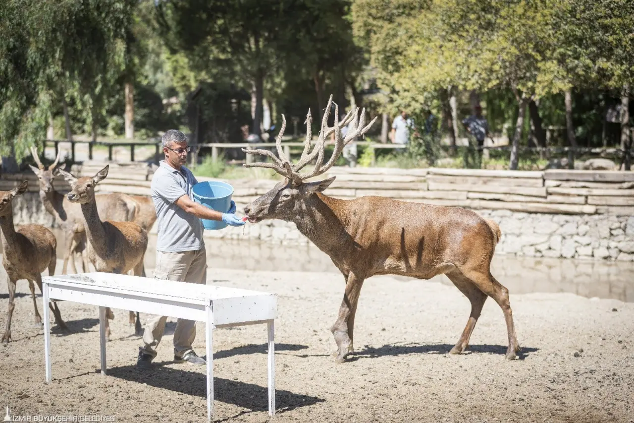 İzmir’de yaralı olarak bulunduktan sonra İzmir Büyükşehir Belediyesi Doğal Yaşam Parkı’na getirilen ve Paşa ismi verilen kızıl geyik iyileşti. Paşa bir yıl süren rehabilitasyon sürecinin ardından parkta bulunan geyik sürüsüne dahil oldu. 