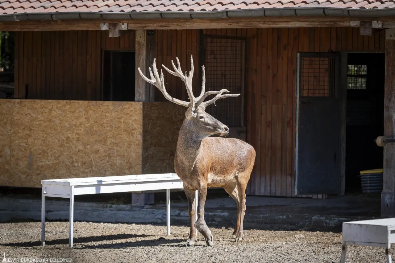 İzmir’de yaralı olarak bulunduktan sonra İzmir Büyükşehir Belediyesi Doğal Yaşam Parkı’na getirilen ve Paşa ismi verilen kızıl geyik iyileşti. Paşa bir yıl süren rehabilitasyon sürecinin ardından parkta bulunan geyik sürüsüne dahil oldu. 