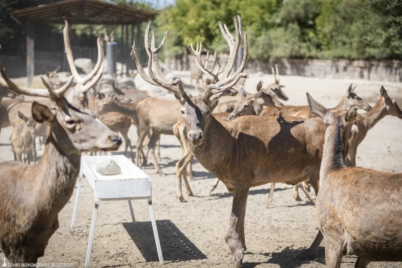 İzmir’de yaralı olarak bulunduktan sonra İzmir Büyükşehir Belediyesi Doğal Yaşam Parkı’na getirilen ve Paşa ismi verilen kızıl geyik iyileşti. Paşa bir yıl süren rehabilitasyon sürecinin ardından parkta bulunan geyik sürüsüne dahil oldu. 