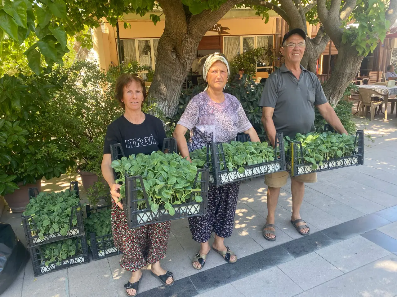 Urla Belediyesi kırsal mahallelerde üretimi güçlendirmek ve alternatif ürün desenini genişletmek amacıyla üreticilere toplam 50 bin adet kışlık sebze fidesi desteğinde bulunuyor