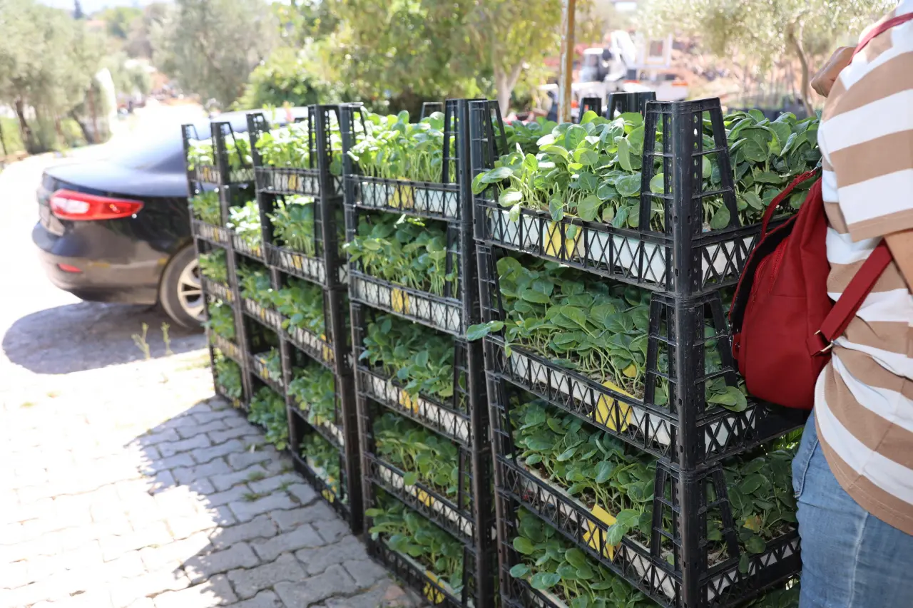 Urla Belediyesi kırsal mahallelerde üretimi güçlendirmek ve alternatif ürün desenini genişletmek amacıyla üreticilere toplam 50 bin adet kışlık sebze fidesi desteğinde bulunuyor