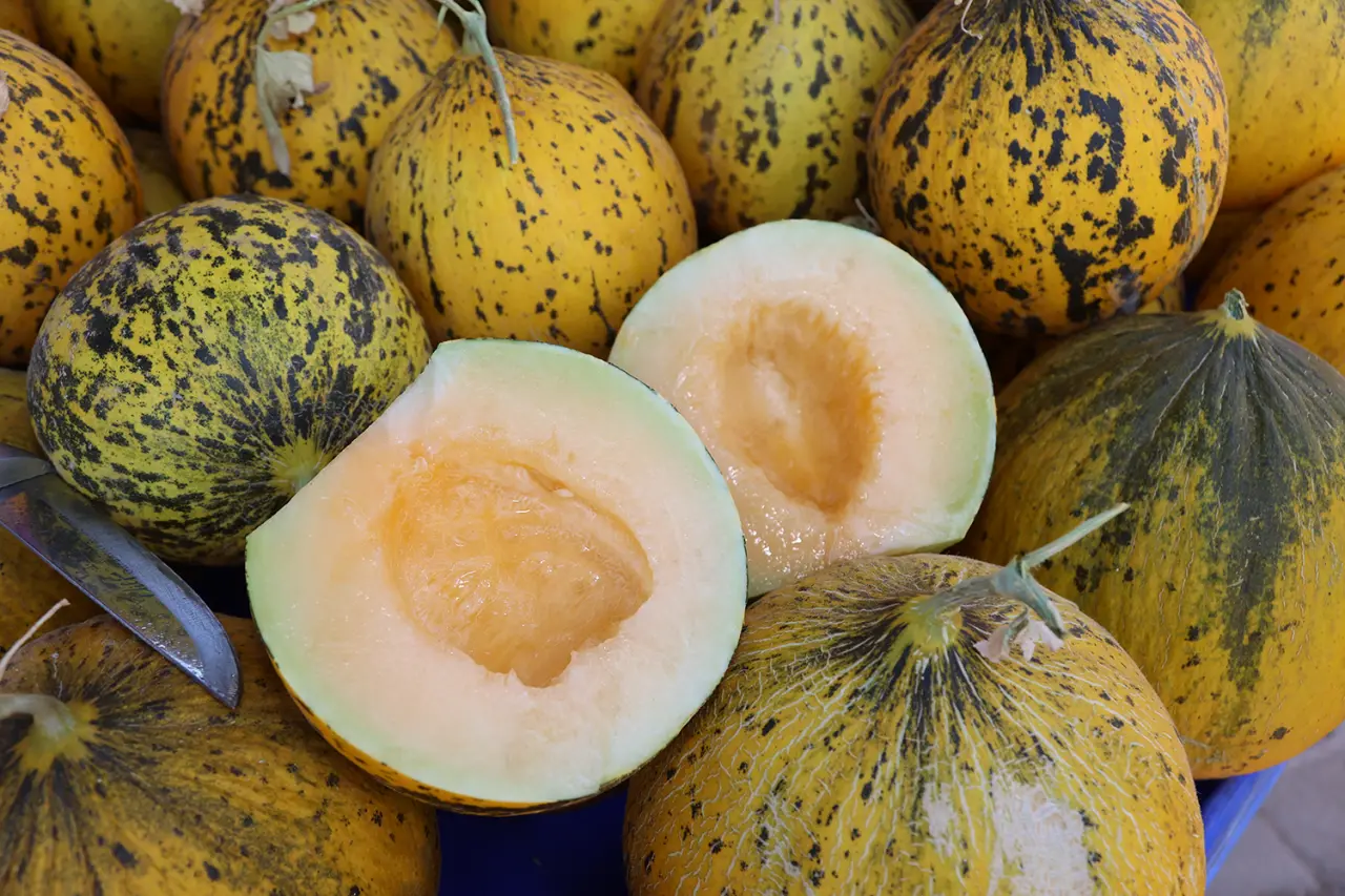 Urla’nın bereketli topraklarında yetişen meşhur Nohutalan Kavunu, köyde düzenlenen şenliğin başkahramanı oldu. Bu yıl ilk kez, köy kültürünün en özel tatlarından biri olan Boşnak Böreği de şenliğe dahil edildi