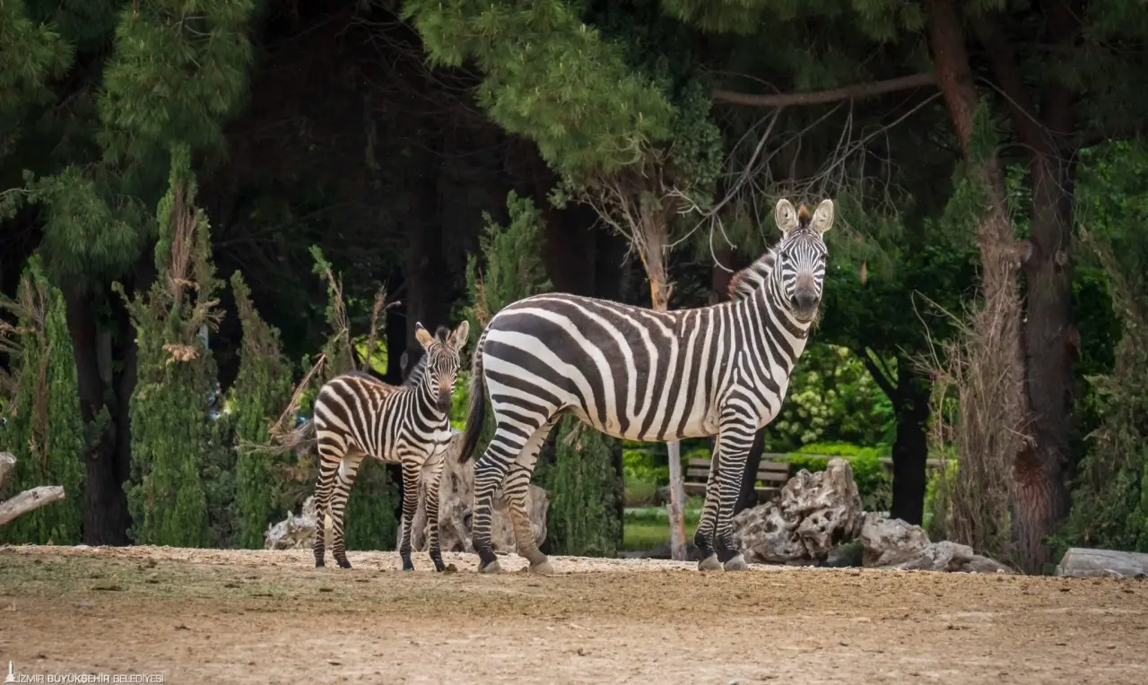 İzmir Doğal Yaşam Parkı'nda 8 Eylül Pazartesi gününden itibaren ziyaret saatleri hafta içi ve hafta sonu 09.00-17.00 olacak şekilde düzenlendi. 20 Ekim 2025’te ise kış saati uygulamasına geçilecek. Buna göre parkın kapanış saati 16.00 olacak.