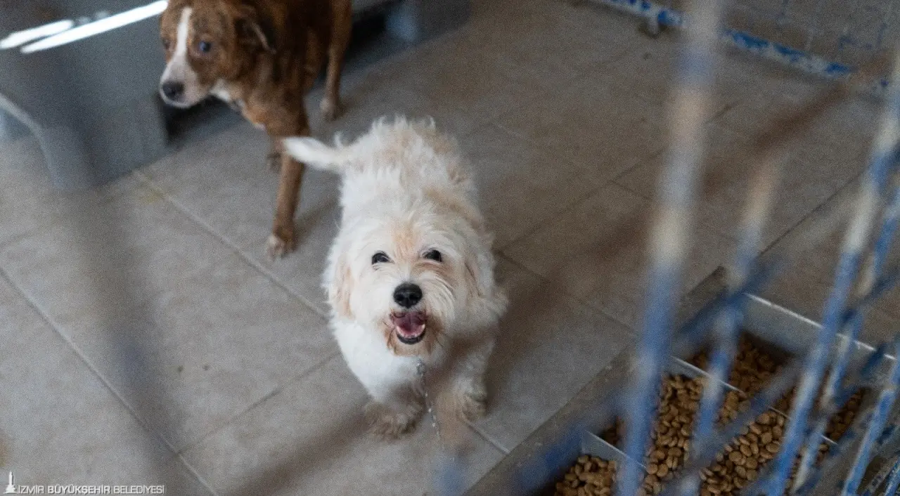 Bayraklı İlçe Tarım Müdürlüğü ekiplerinin doğal ihtiyaçları karşılanmadan ve uygunsuz koşullarda bir evde tutulduğu gerekçesiyle el koyduğu teriyer ve Fransız bulldoğu cinsi 20 köpeğe İzmir Büyükşehir Belediyesi sahip çıktı. Bornova Işıkkent Köpek Bakımevi’nde tedavileri yapılan köpeklerin sahiplendirilmesi hedefleniyor.