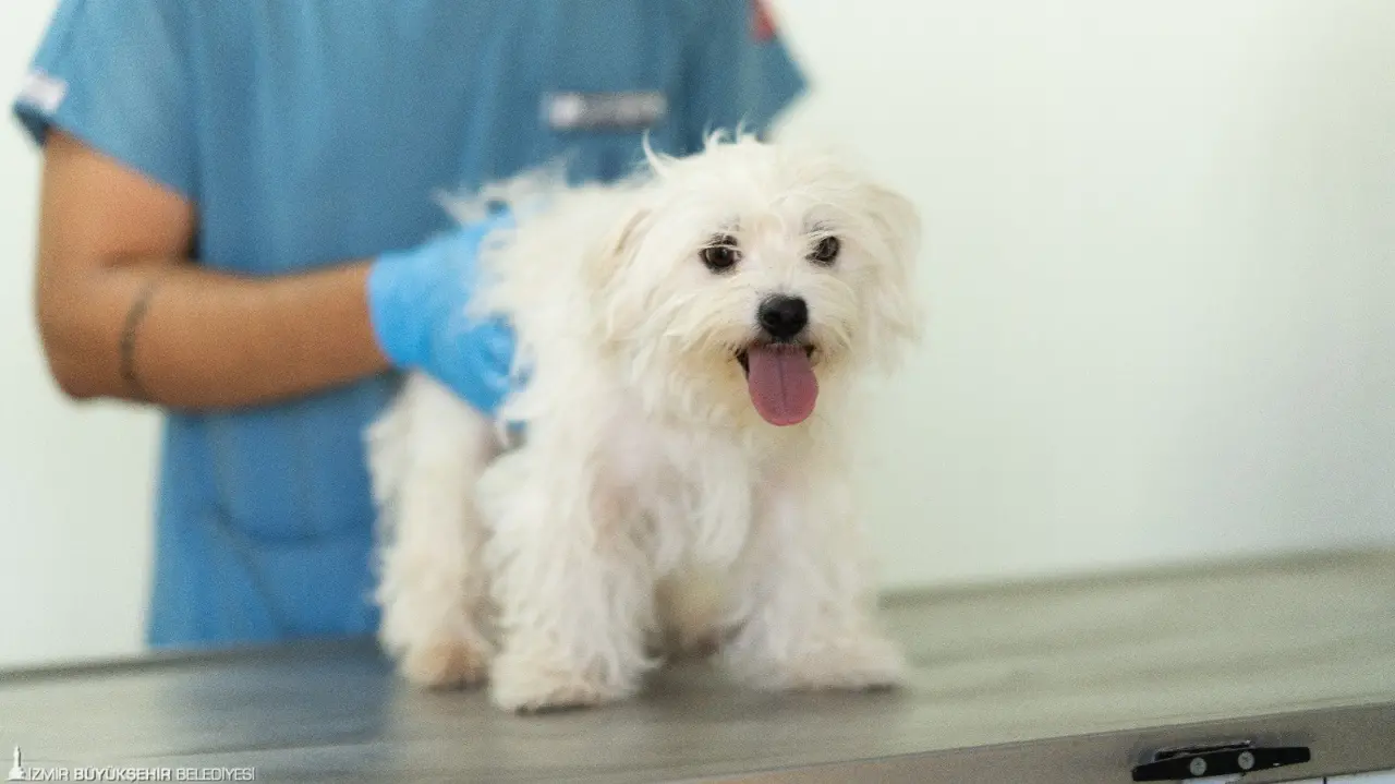 Bayraklı İlçe Tarım Müdürlüğü ekiplerinin doğal ihtiyaçları karşılanmadan ve uygunsuz koşullarda bir evde tutulduğu gerekçesiyle el koyduğu teriyer ve Fransız bulldoğu cinsi 20 köpeğe İzmir Büyükşehir Belediyesi sahip çıktı. Bornova Işıkkent Köpek Bakımevi’nde tedavileri yapılan köpeklerin sahiplendirilmesi hedefleniyor.
